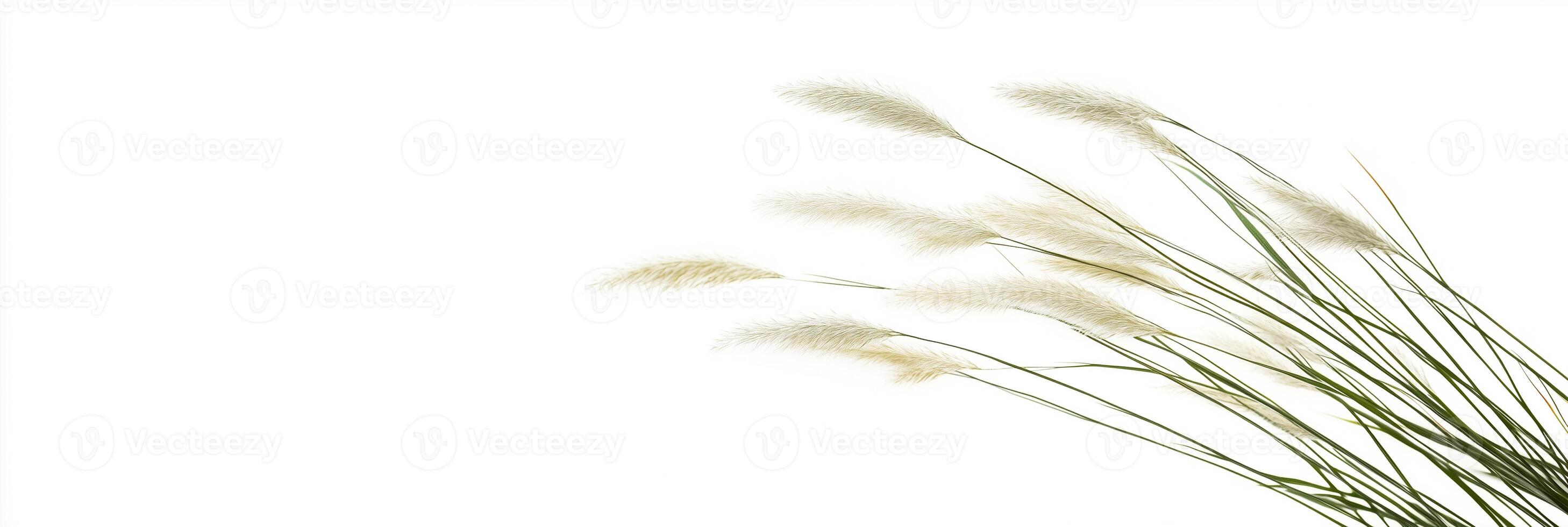 Cimicifuga with white space, photorealistic Cimicifuga flower, isolated on white Cimicifuga photo