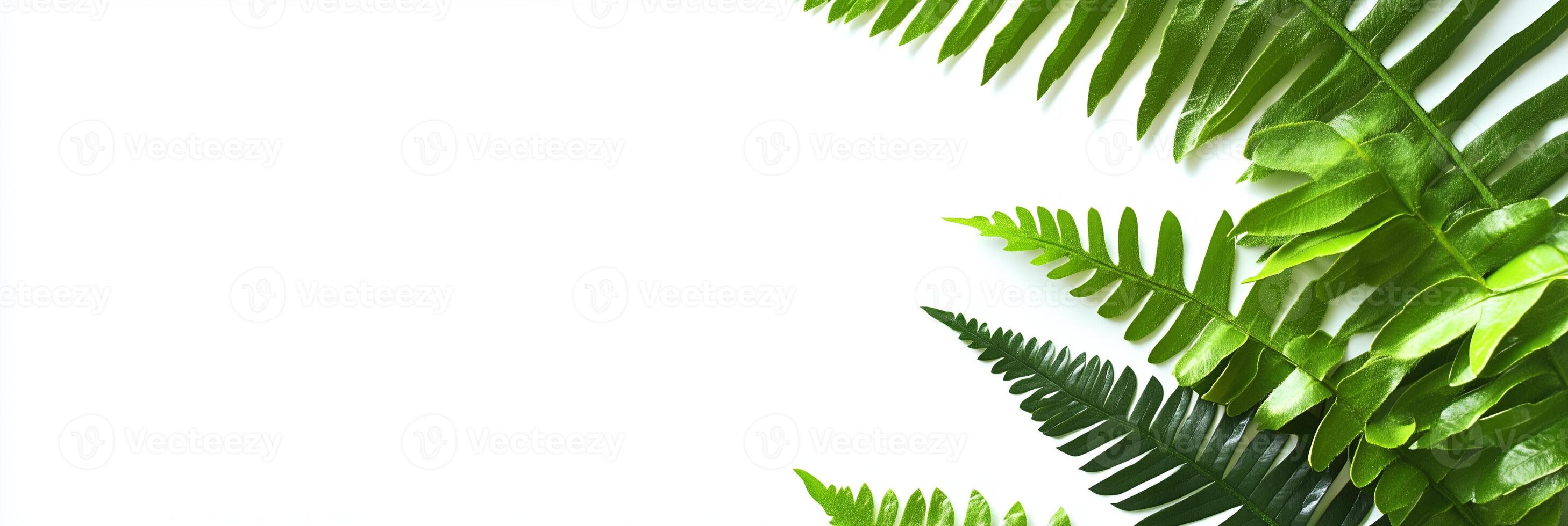 Dicksonia with white space, photorealistic Dicksonia plant, isolated on white Dicksonia photo