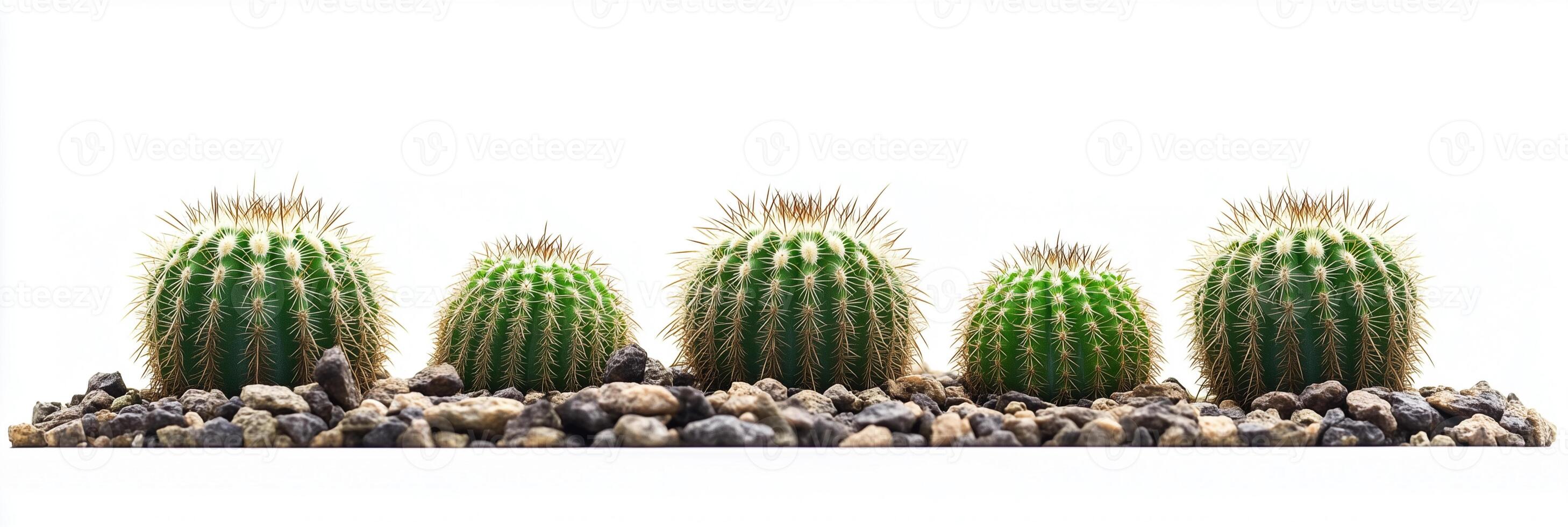 Cactus with copy space, photorealistic Cactus plant, isolated on white photo