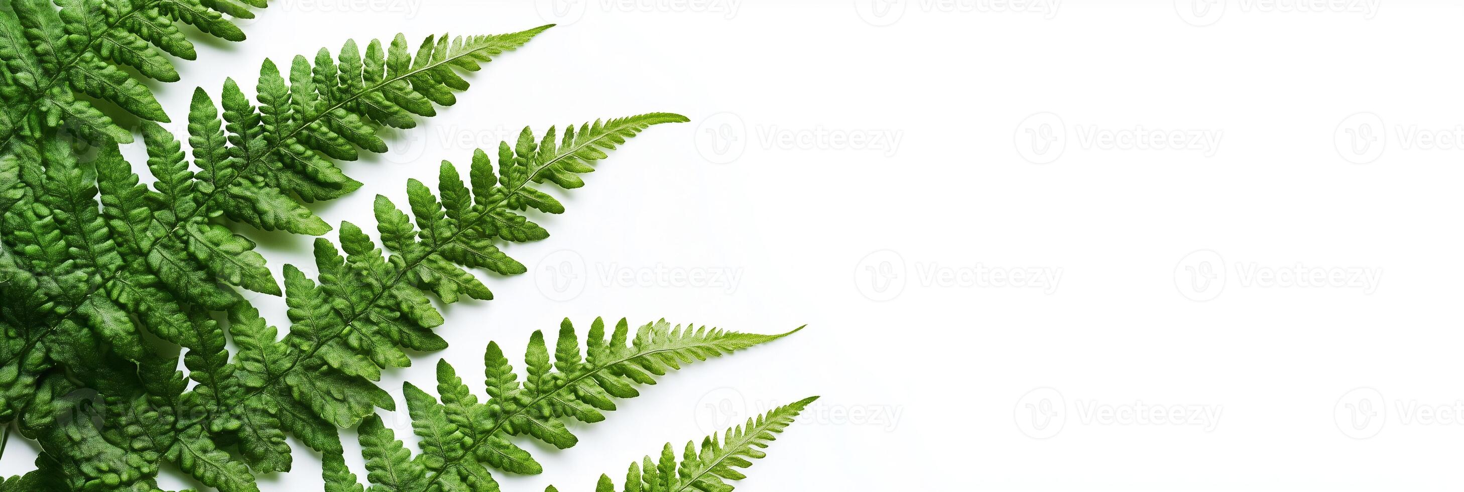 Photorealistic Athyrium with copy space, Athyrium plant setting, isolated on white plant photo