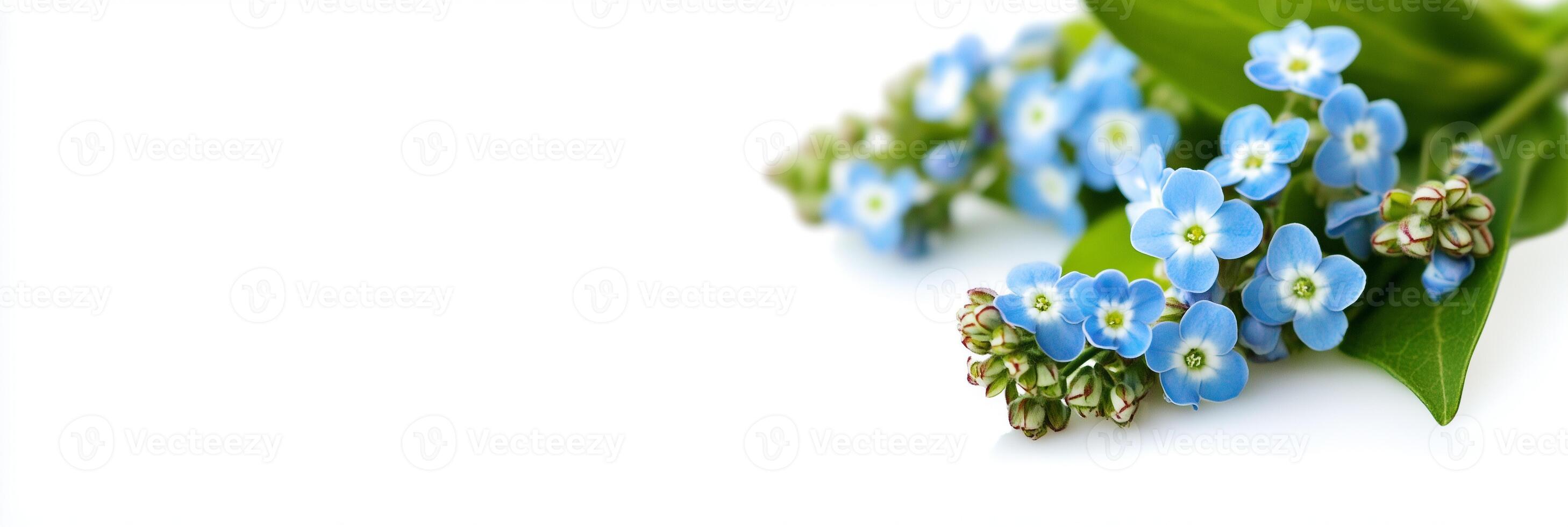 Forgetmenot with white space, photorealistic Forgetmenot flower, isolated on white Forgetmenot photo