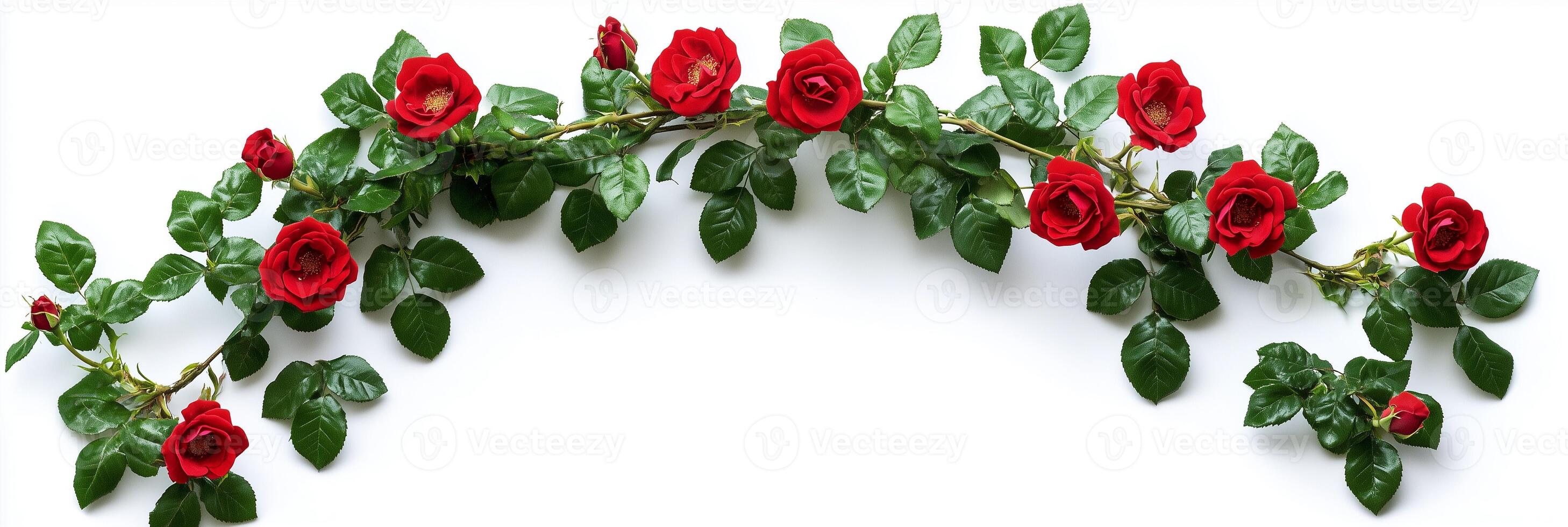 Photorealistic Climbing Rose, copy space plant, isolated on white Climbing Rose photo