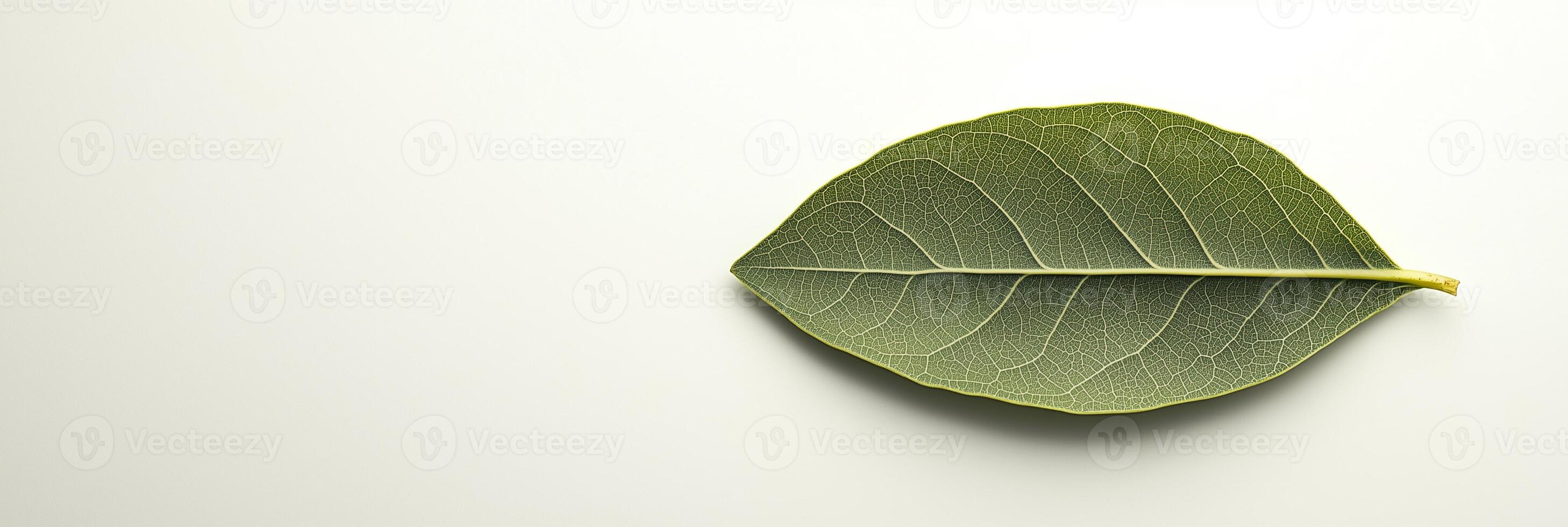 Bay Leaf with white space, photorealistic Bay Leaf plant, isolated on white Bay Leaf photo