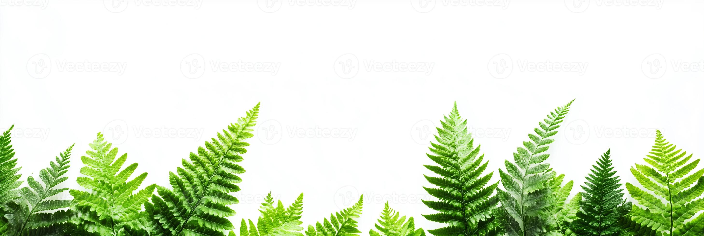 Dryopteris with copy space, photorealistic Dryopteris plant, isolated on white photo