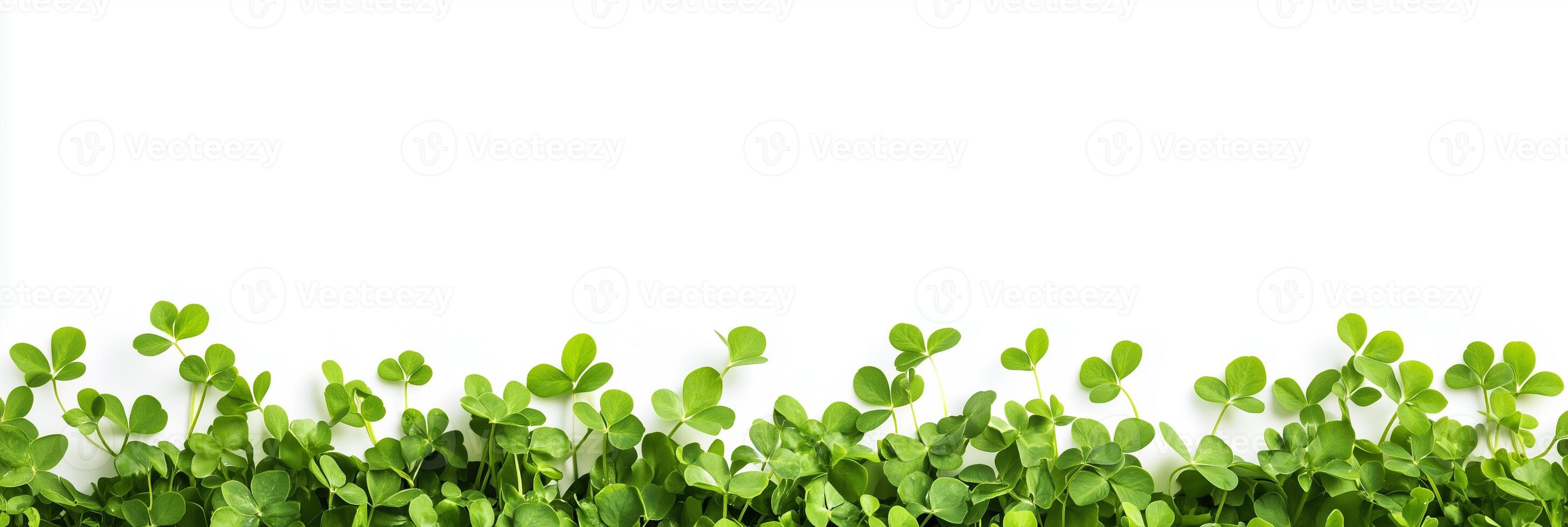 Photorealistic Clover, copy space plant, isolated on white Clover photo