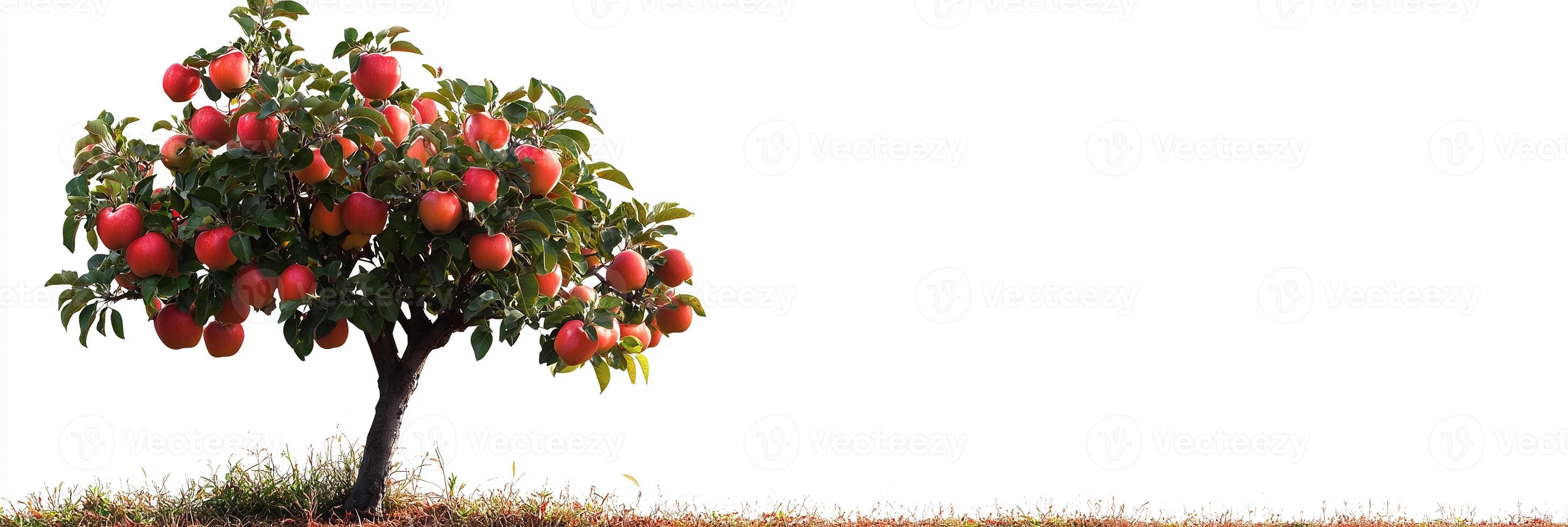 Photorealistic Apple Tree with copy space, Apple Tree plant setting, isolated on white plant photo