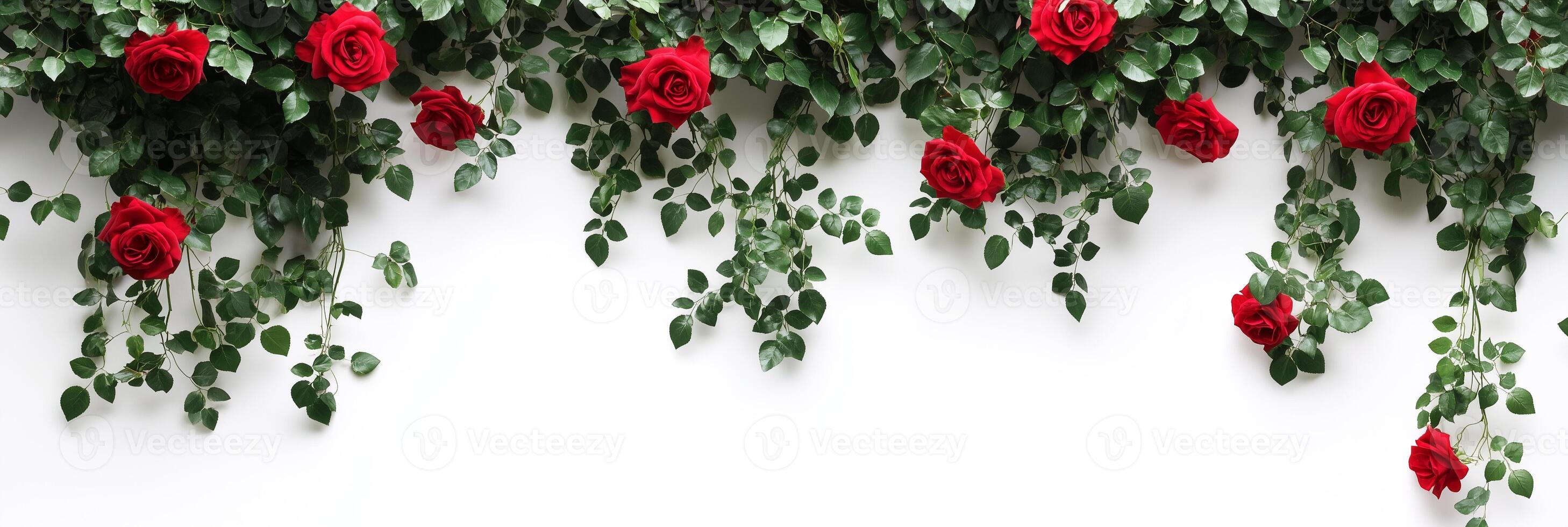 Climbing Roses with copy space, photorealistic Climbing Roses flower, isolated on white photo
