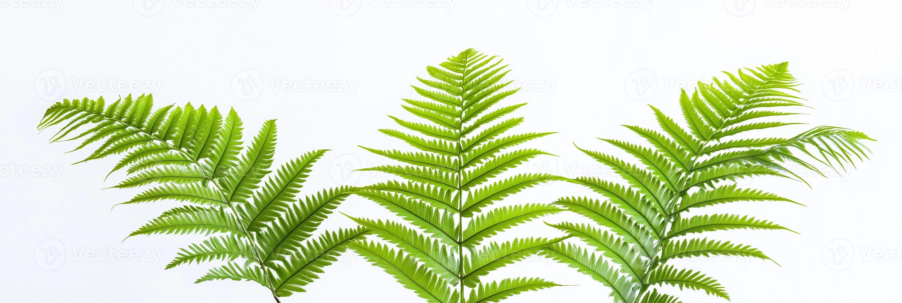 Photorealistic Cyathea with copy space, Cyathea plant setting, isolated on white plant photo