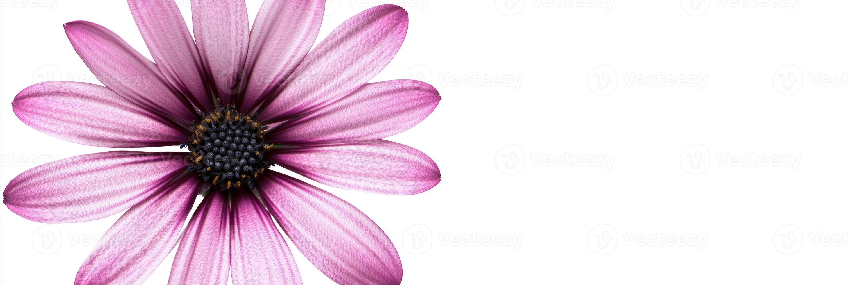 African Daisy with copy space, photorealistic African Daisy flower, isolated on white photo