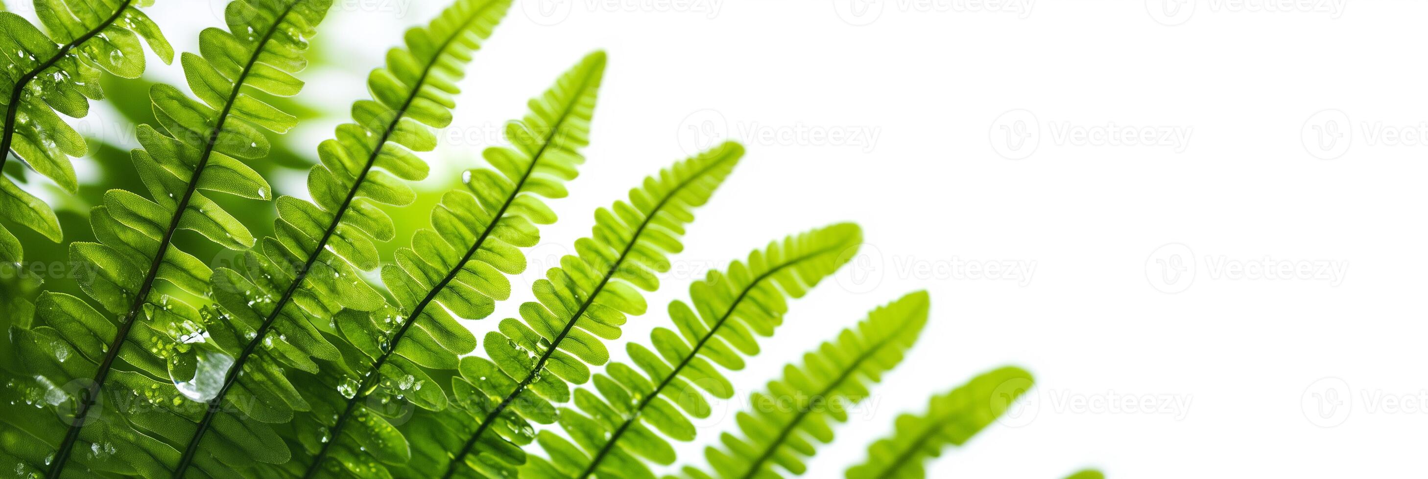 Cyathea with copy space, photorealistic Cyathea plant, isolated on white photo