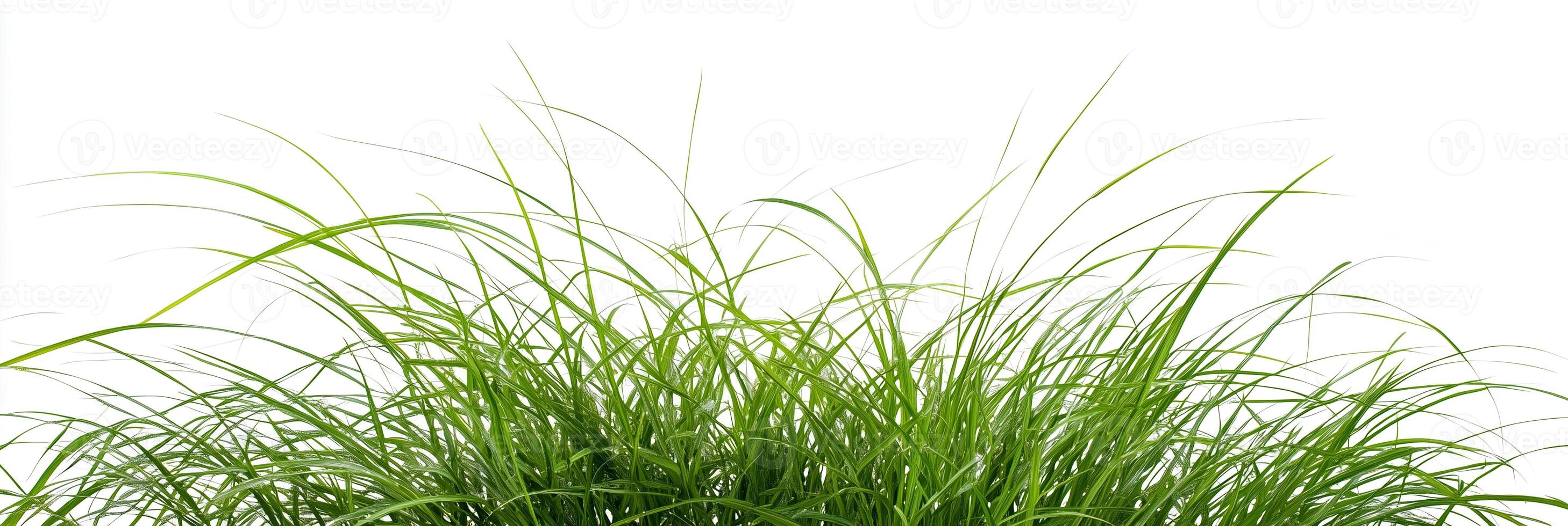 Photorealistic Buffalo Grass, copy space plant, isolated on white Buffalo Grass photo