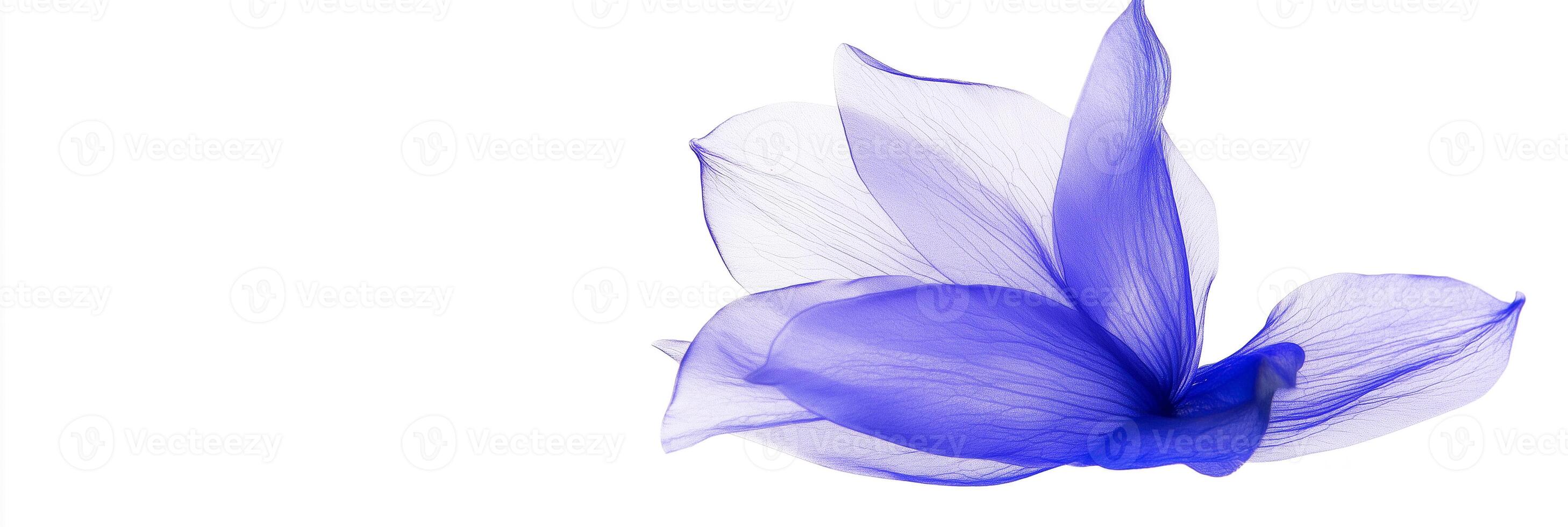 Balloon Flower with copy space, photorealistic Balloon Flower flower, isolated on white photo