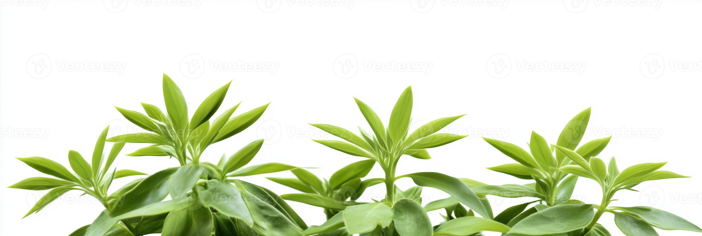 Photorealistic Euphorbia pulcherrima with copy space, Euphorbia pulcherrima flower setting, isolated on white plant photo