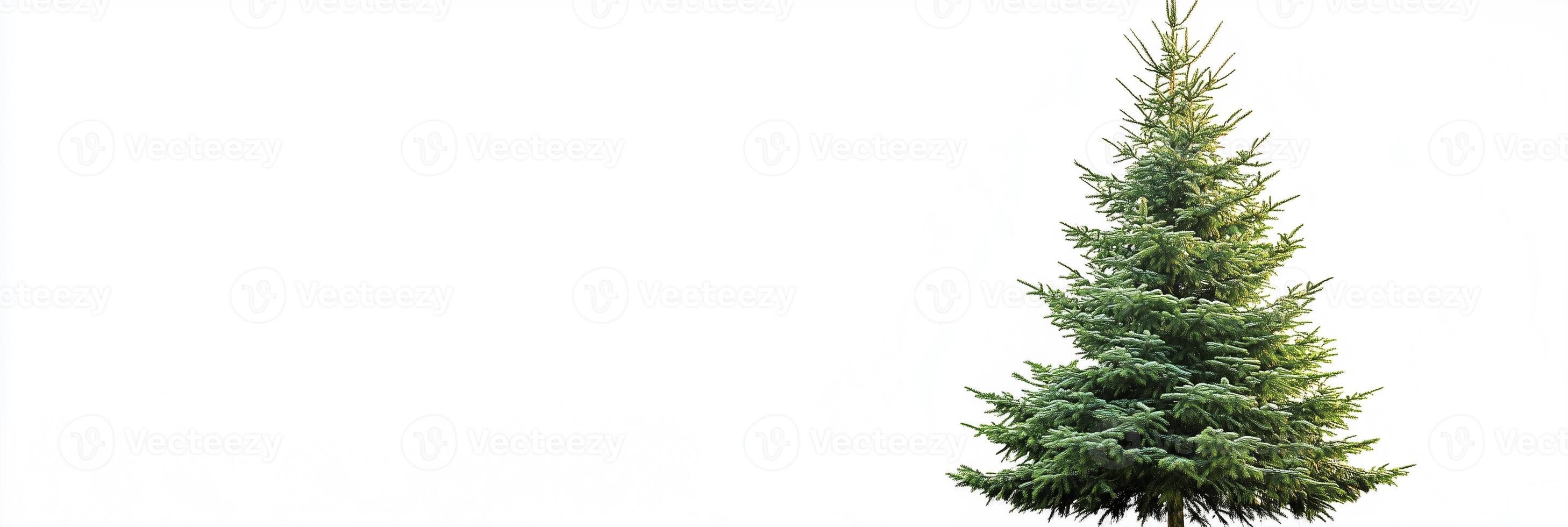 Photorealistic Douglas Fir with copy space, Douglas Fir plant setting, isolated on white plant photo