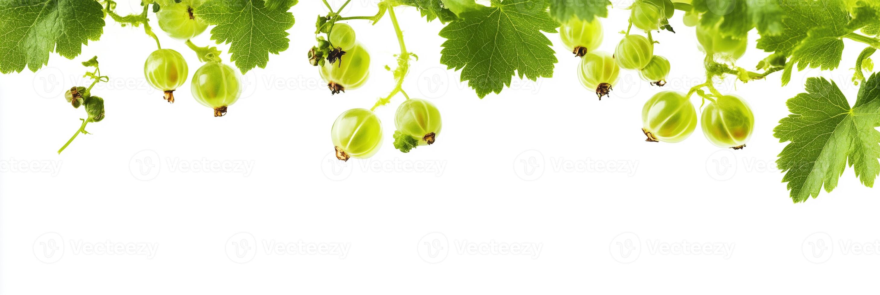 Currant, Gooseberry with copy space, photorealistic Currant, Gooseberry plant, isolated on white photo