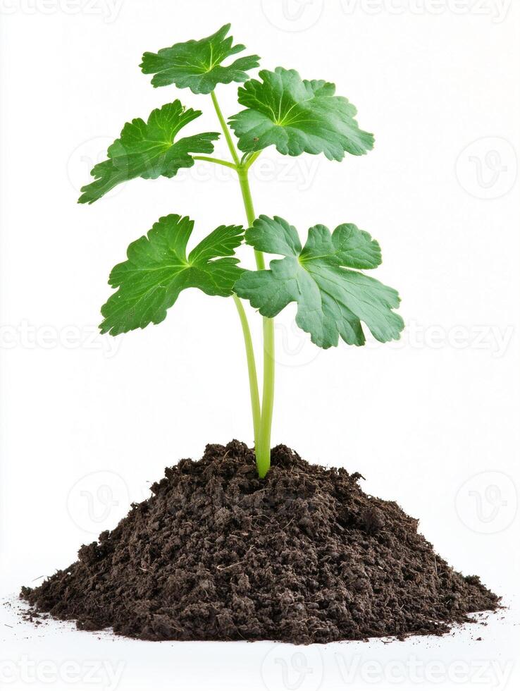Photorealistic Ladys Mantle with soil, Ladys Mantle flower copy space, isolated on white flower photo