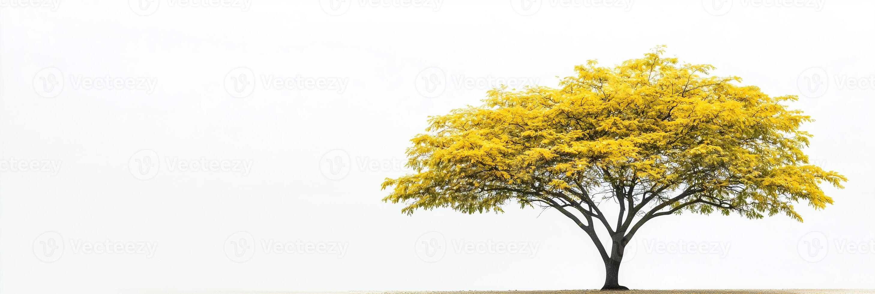 Photorealistic Golden Rain Tree with copy space, Golden Rain Tree plant setting, isolated on white plant photo