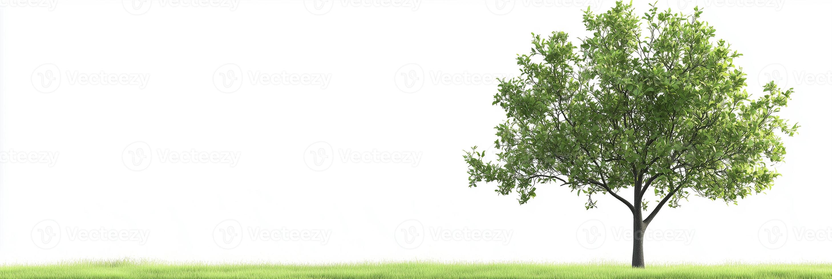 Pear Tree with white space, photorealistic Pear Tree plant, isolated on white Pear Tree photo