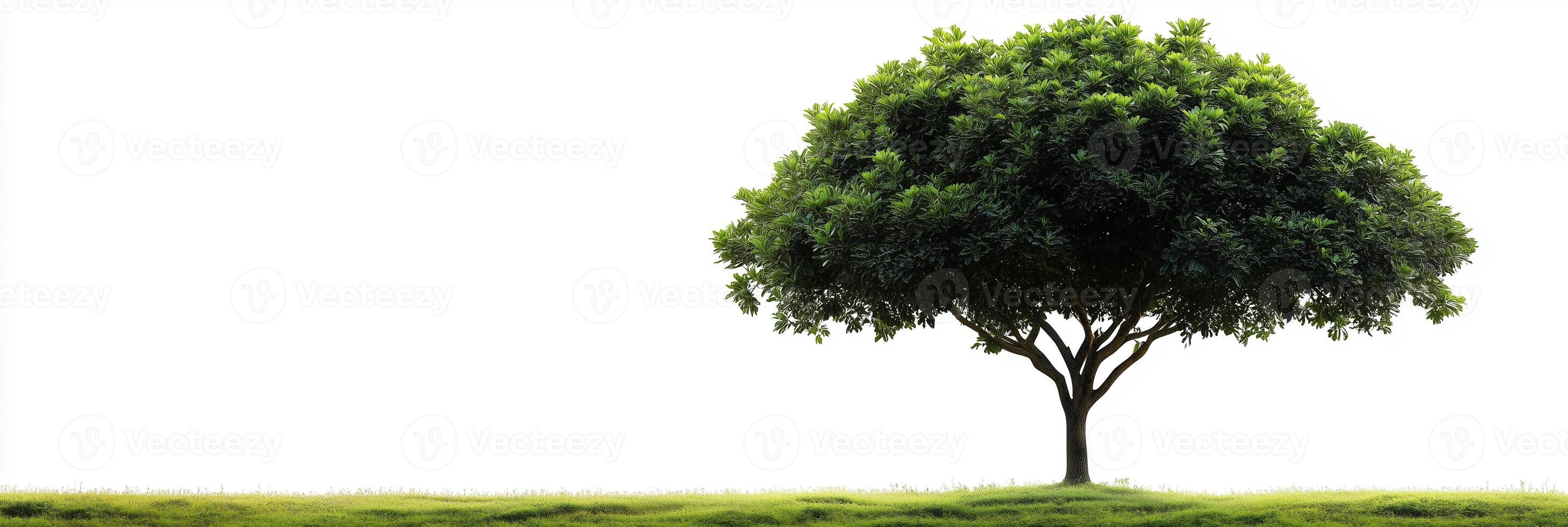 Photorealistic Mango Tree with copy space, Mango Tree plant setting, isolated on white plant photo