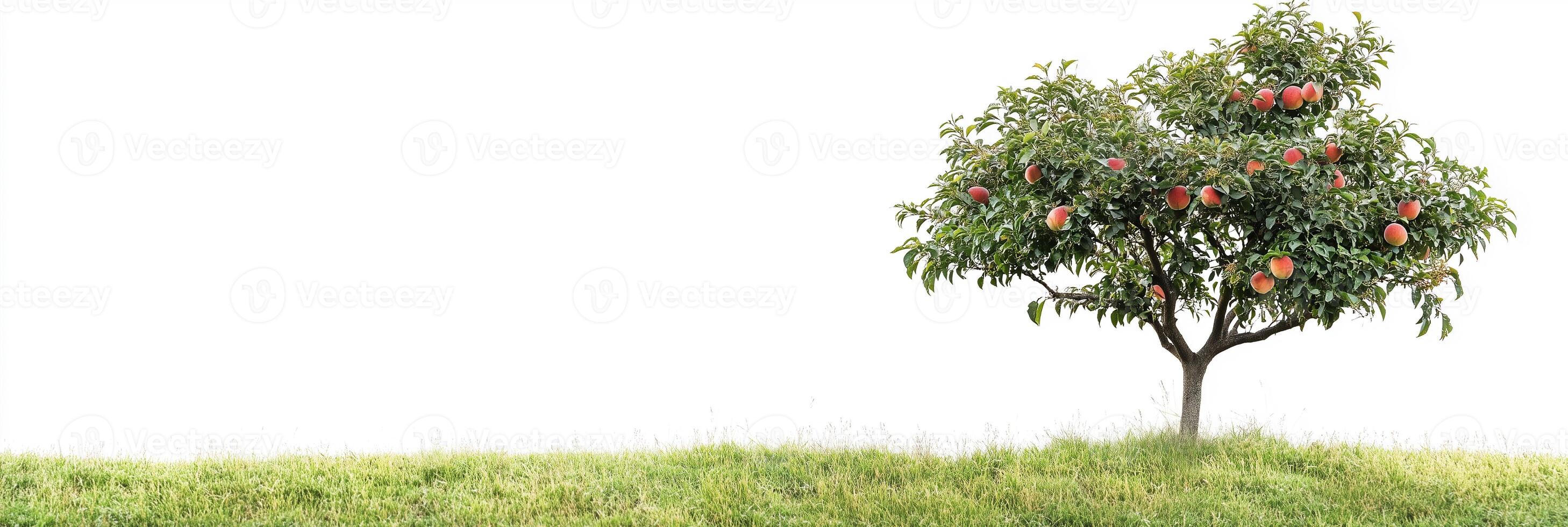 Photorealistic Peach Tree, copy space plant, isolated on white Peach Tree photo