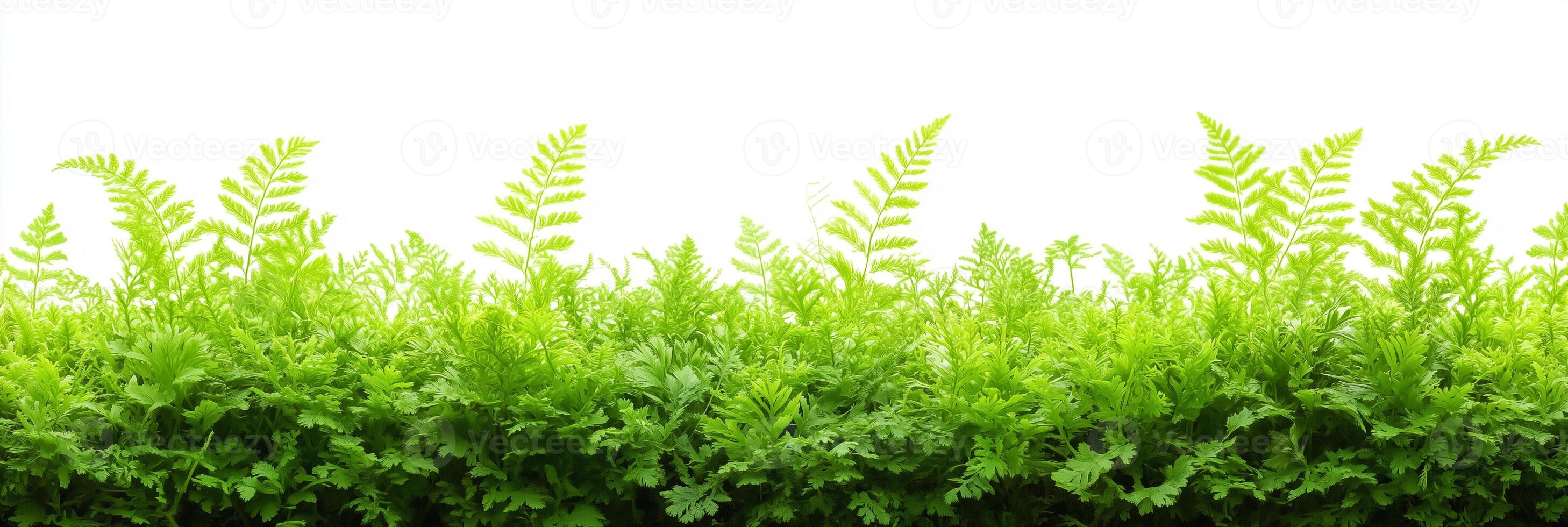 Photorealistic Osmunda with copy space, Osmunda plant setting, isolated on white plant photo