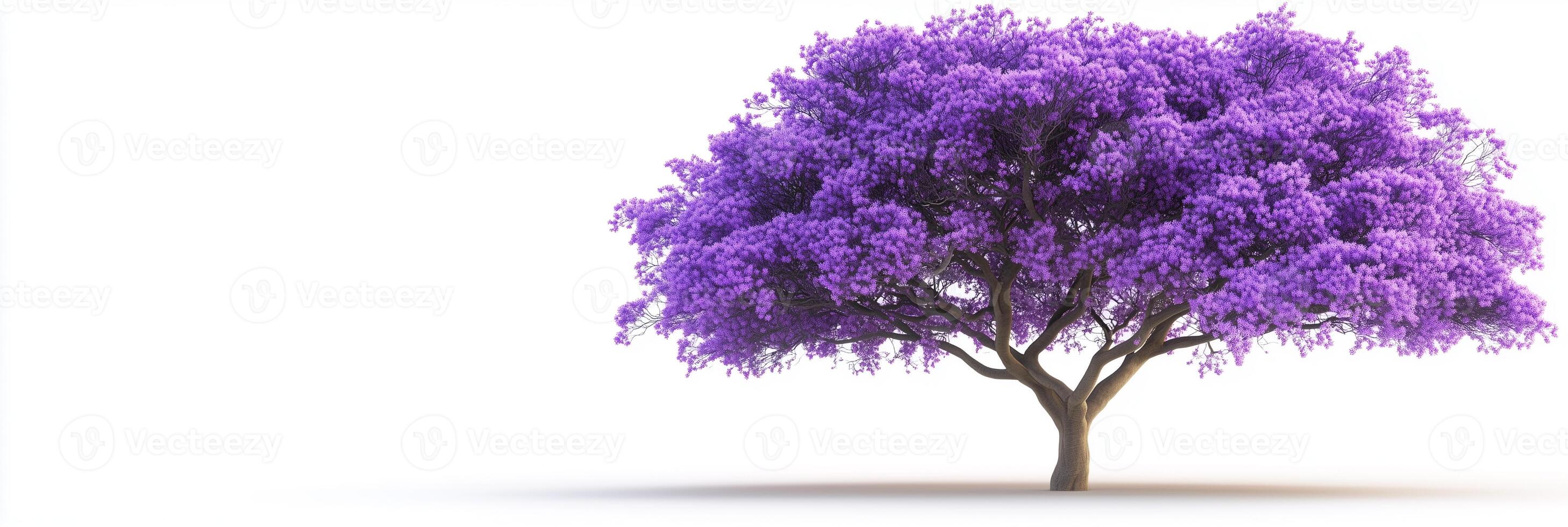 Photorealistic Jacaranda with copy space, Jacaranda plant setting, isolated on white plant photo