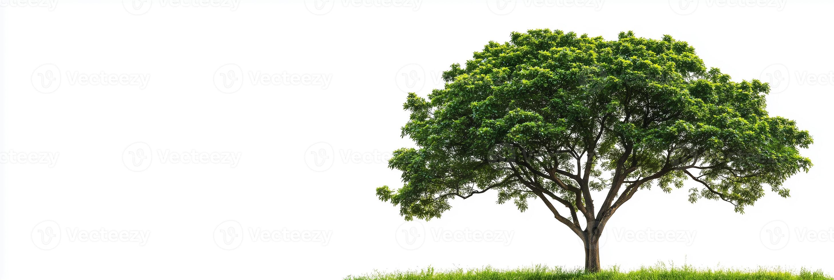 Photorealistic Plane Tree with copy space, Plane Tree plant setting, isolated on white plant photo