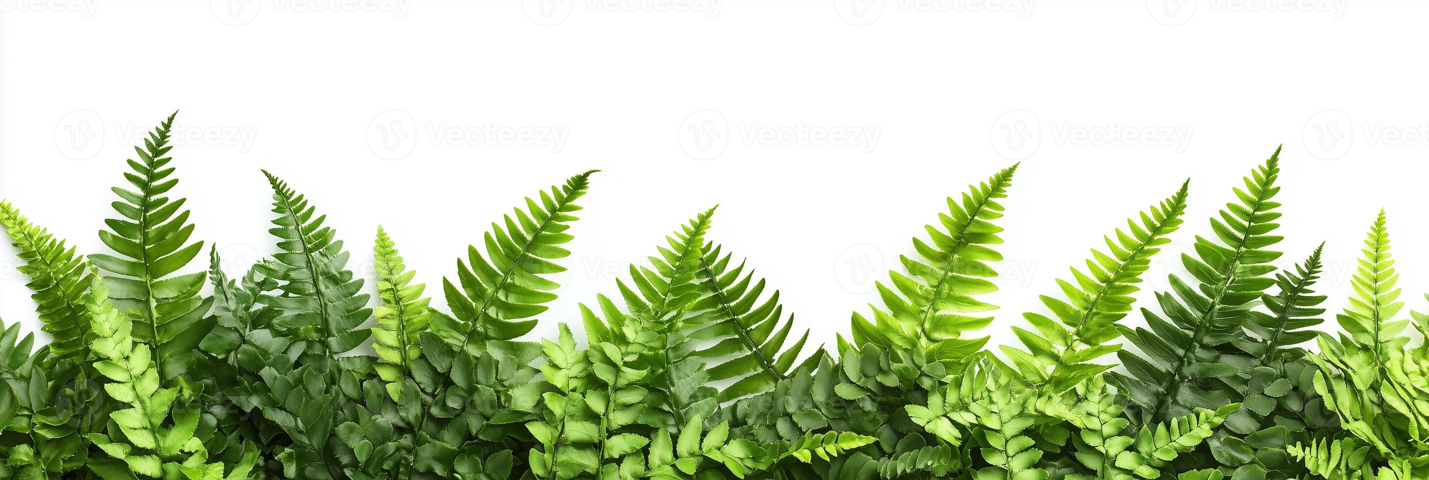Polystichum with copy space, photorealistic Polystichum plant, isolated on white photo
