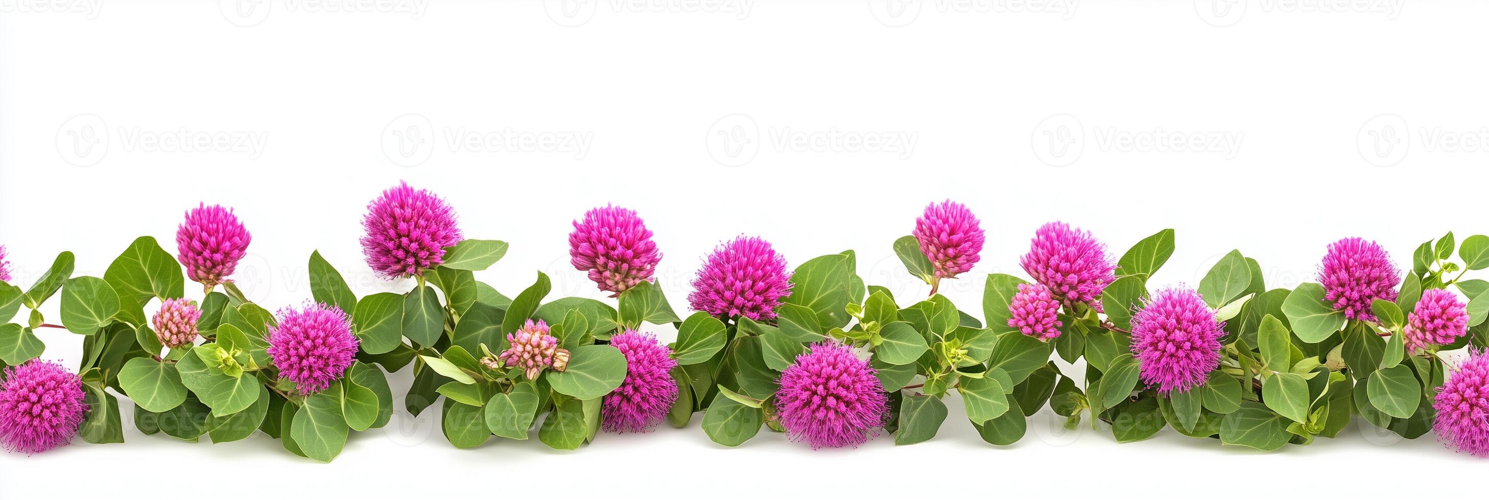 Globe Amaranth with copy space, photorealistic Globe Amaranth flower, isolated on white photo