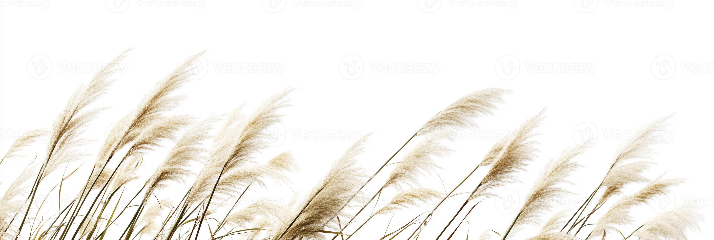 Photorealistic Zebra Grass with copy space, Zebra Grass plant setting, isolated on white plant photo