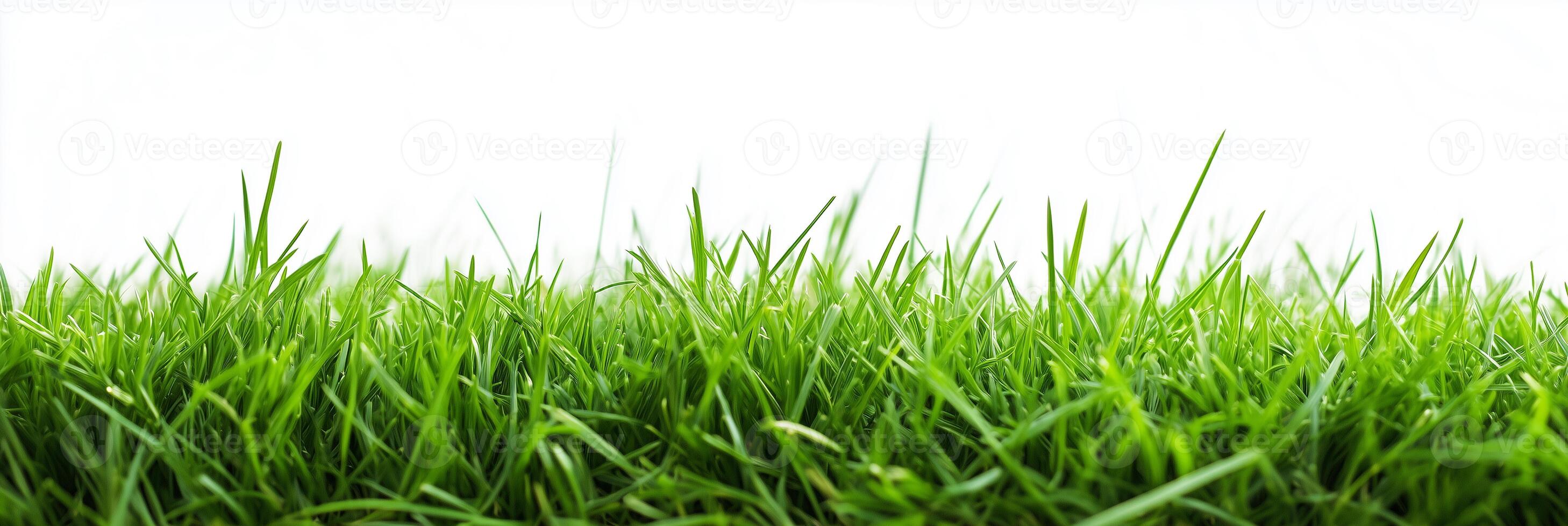 Zoysia Grass with copy space, photorealistic Zoysia Grass plant, isolated on white photo