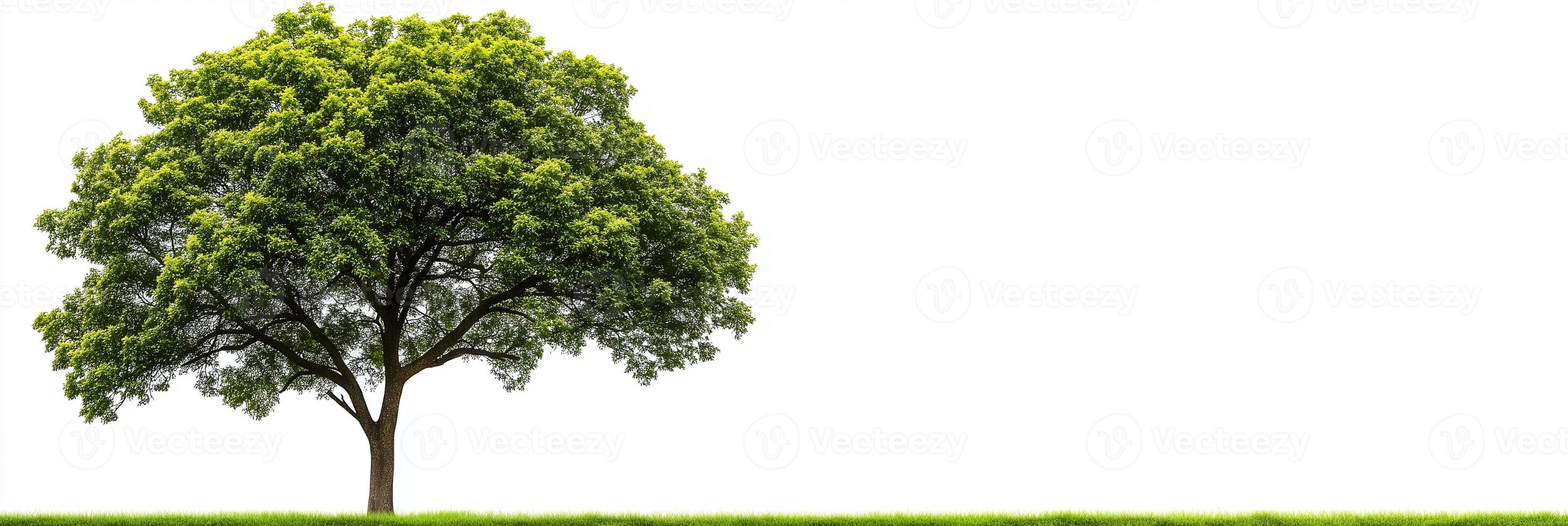 Sycamore with white space, photorealistic Sycamore plant, isolated on white Sycamore photo