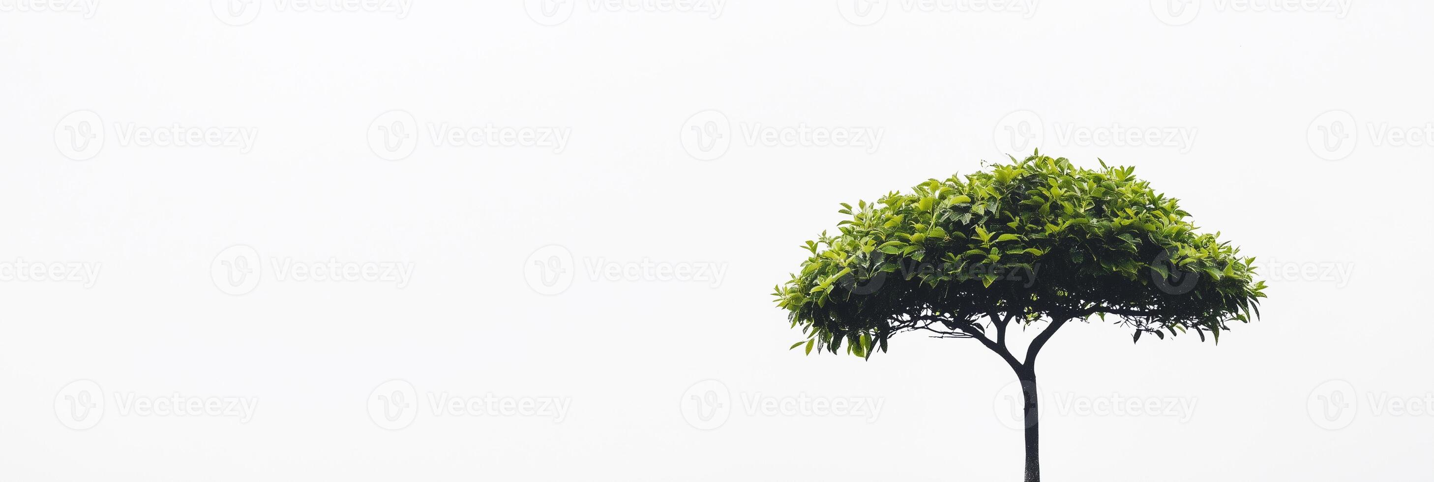 Photorealistic Umbrella Tree, copy space plant, isolated on white Umbrella Tree photo