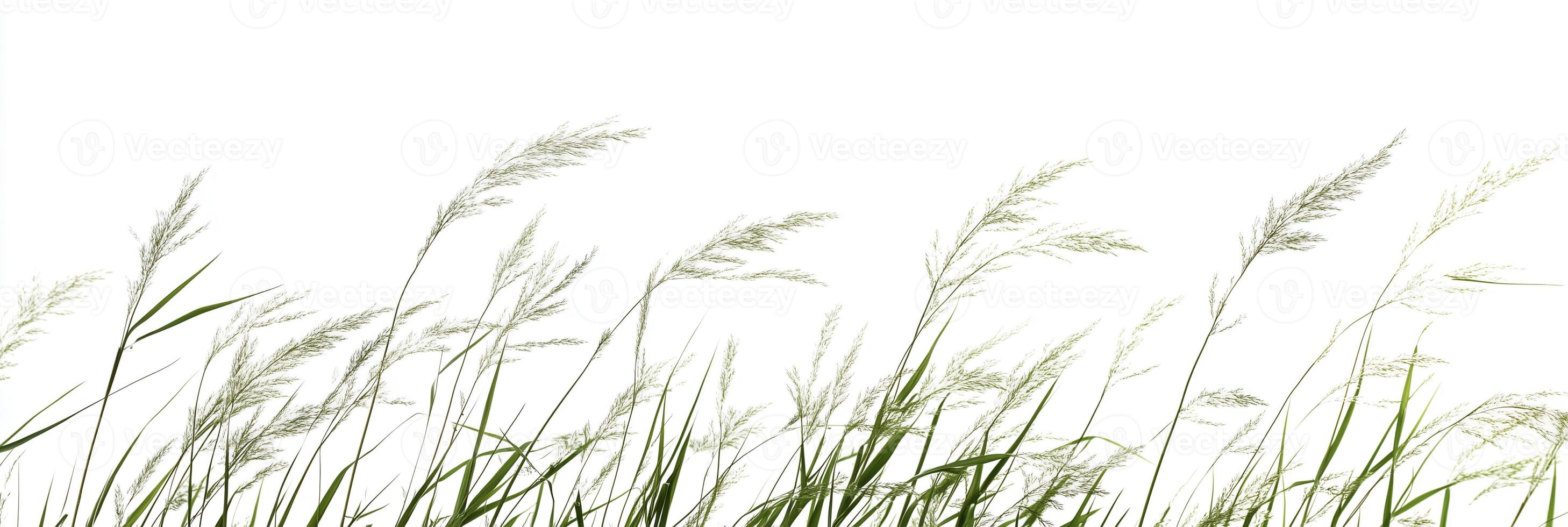 Photorealistic Switch Grass with copy space, Switch Grass plant setting, isolated on white plant photo