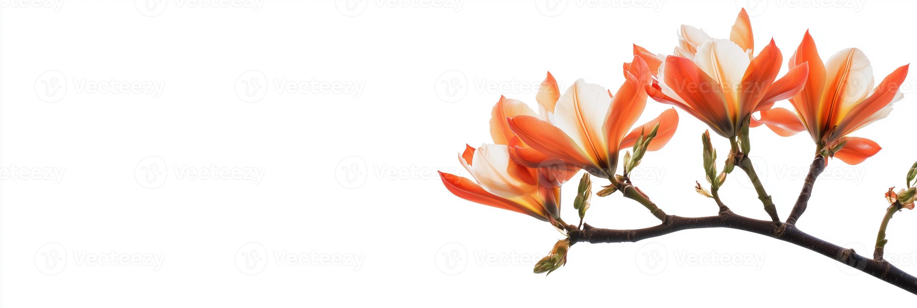 Photorealistic Tulip Tree with copy space, Tulip Tree plant setting, isolated on white plant photo