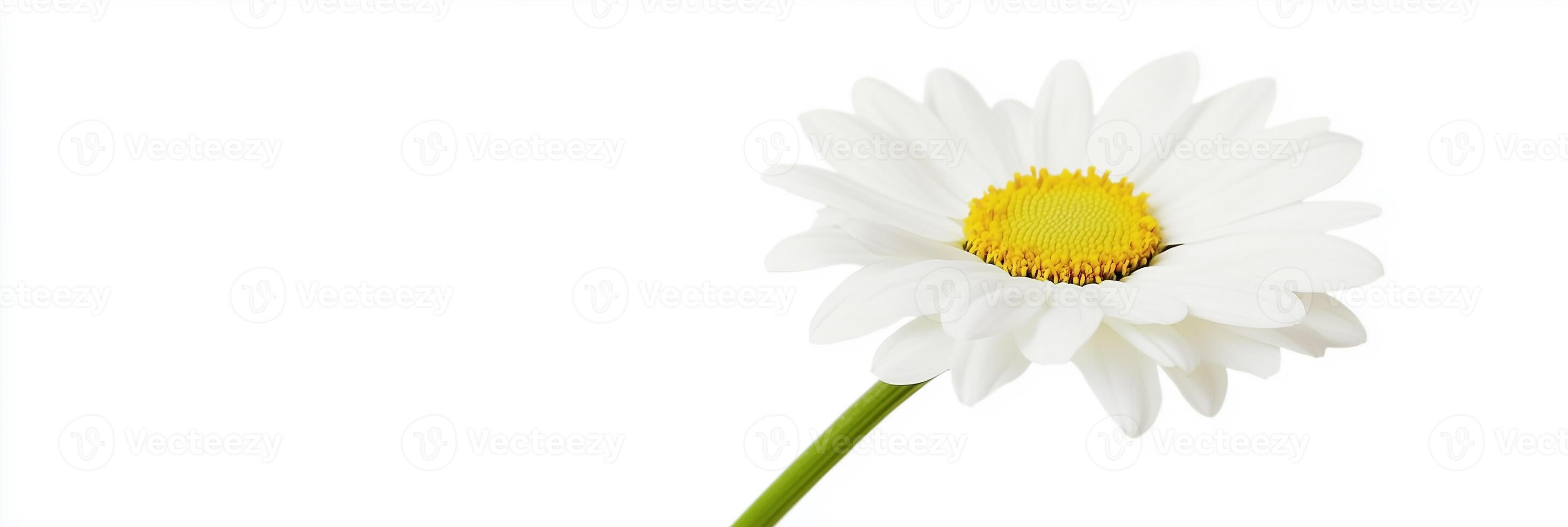 Shasta Daisy with white space, photorealistic Shasta Daisy flower, isolated on white Shasta Daisy photo