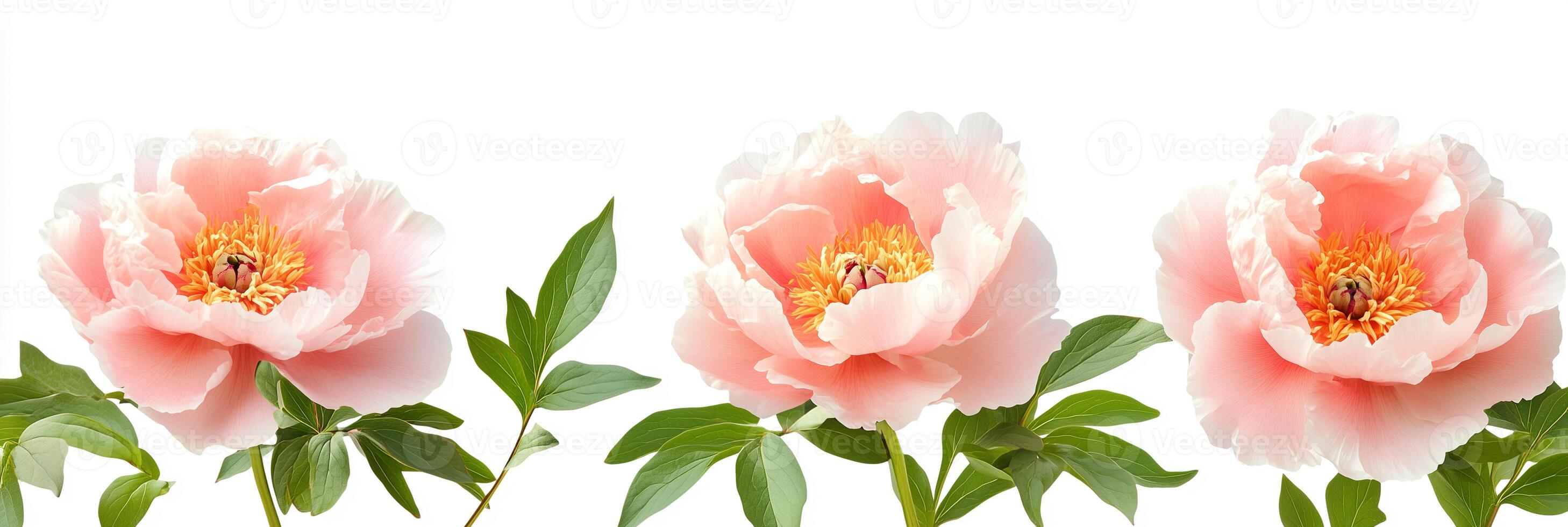 Tree Peony with copy space, photorealistic Tree Peony plant, isolated on white photo
