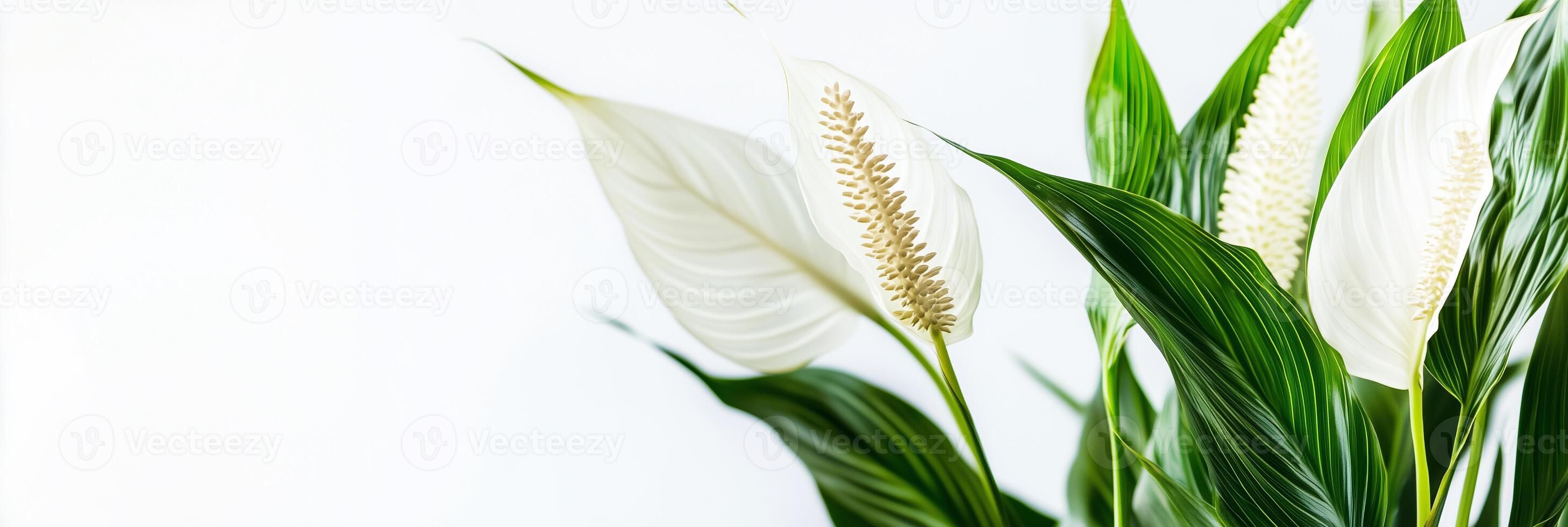 Photorealistic Spathiphyllum with copy space, Spathiphyllum flower setting, isolated on white flower photo