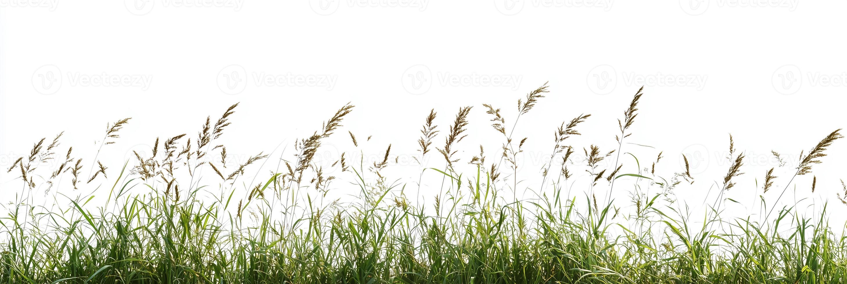Switchgrass with white space, photorealistic Switchgrass plant, isolated on white Switchgrass photo