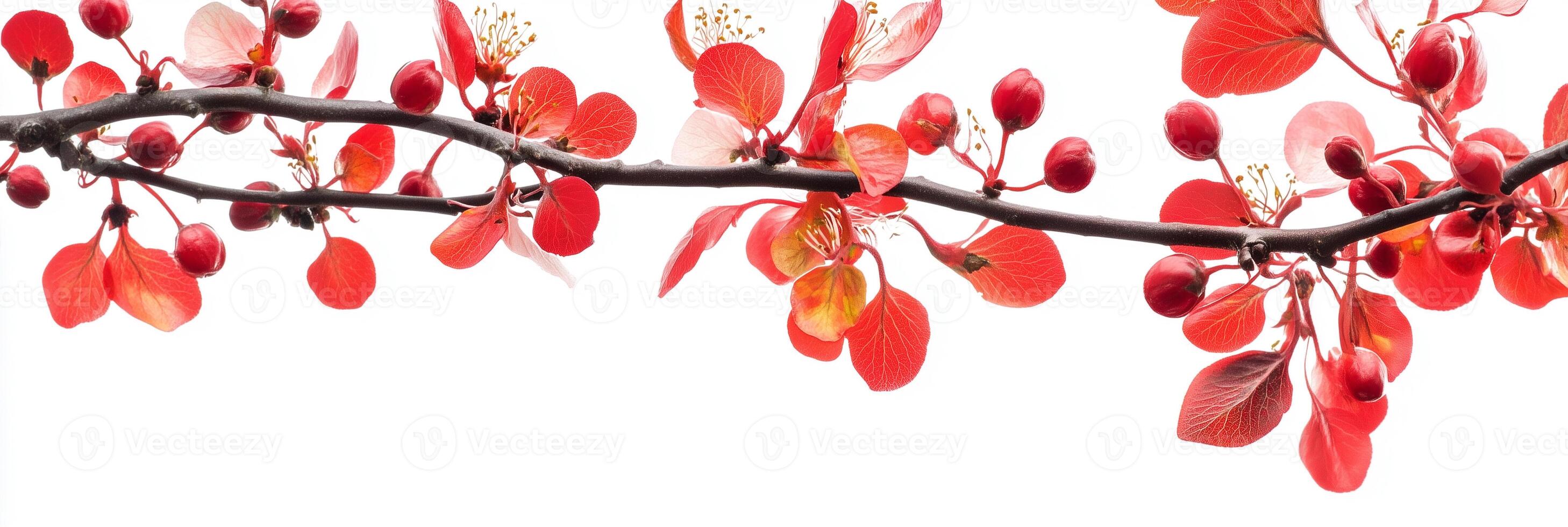 Serviceberry with copy space, photorealistic Serviceberry plant, isolated on white photo