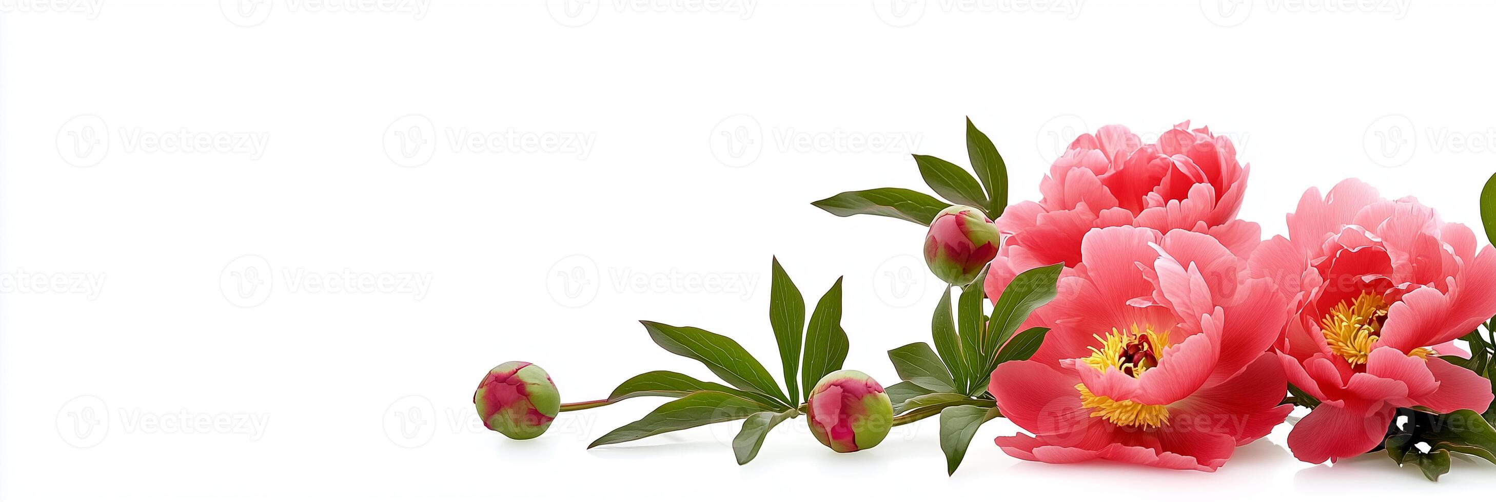 Tree Peony with white space, photorealistic Tree Peony plant, isolated on white Tree Peony photo