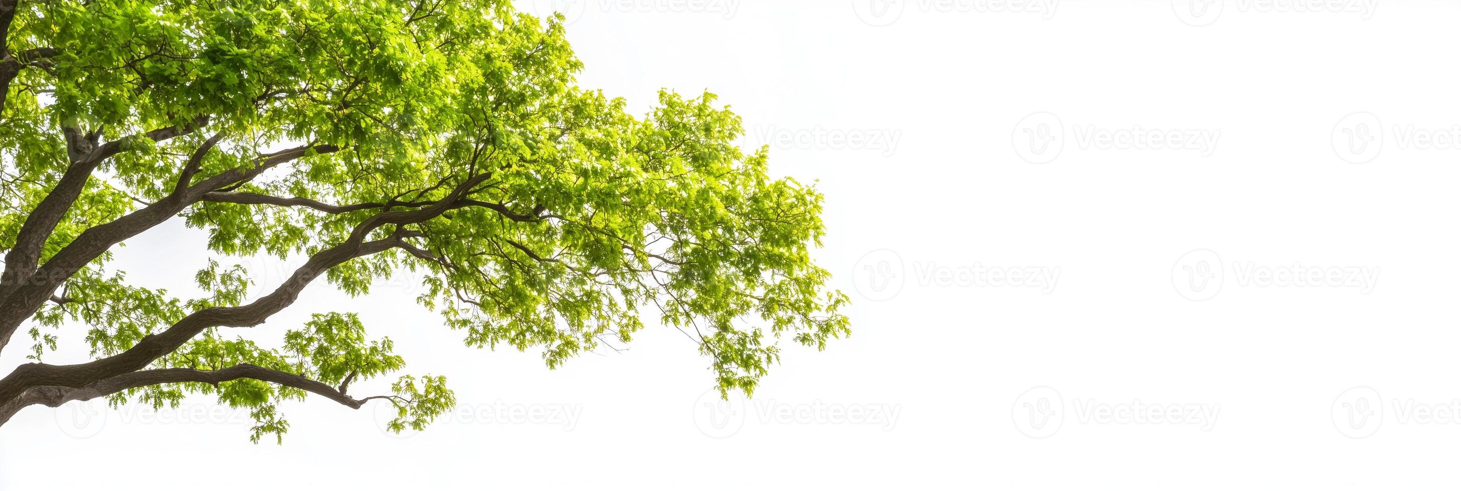 Photorealistic Sycamore, copy space plant, isolated on white Sycamore photo