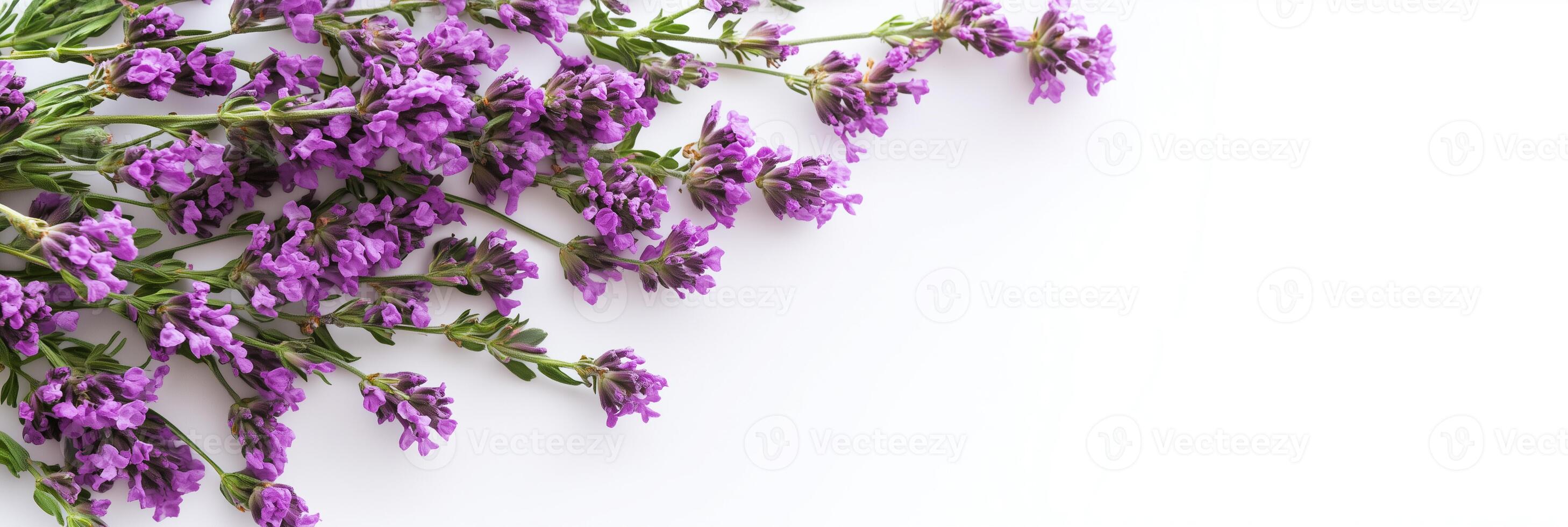 Statice with white space, photorealistic Statice flower, isolated on white Statice photo