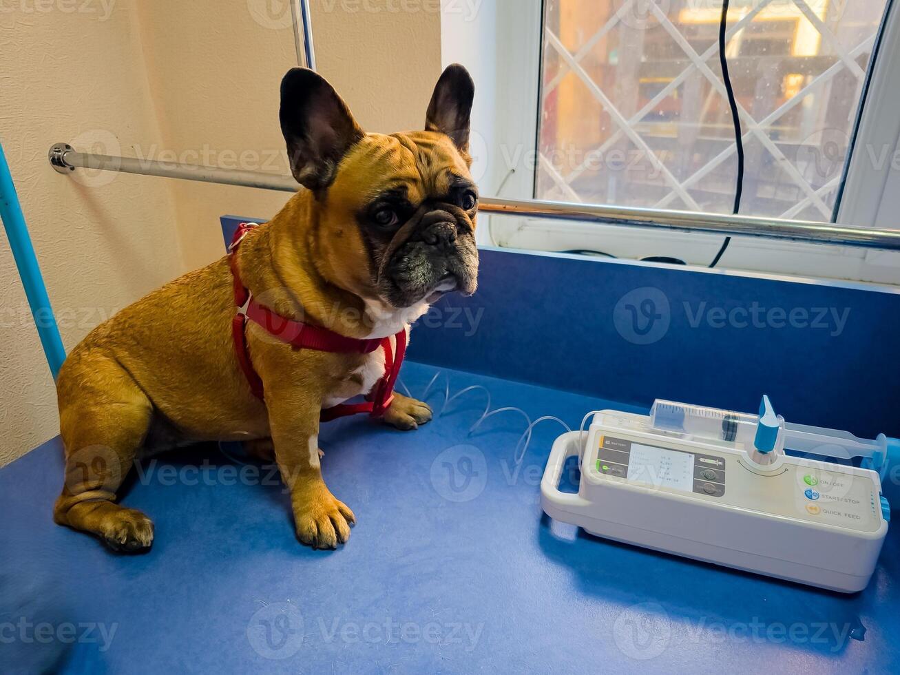 A dog with a catheter in its paw sits on an operating table at a veterinary clinic. The French bulldog is undergoing treatment. photo