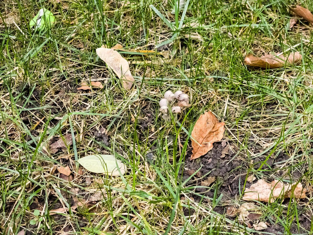 Coprinellus disseminatus, and commonly known as the fairy inkcap, fairy bonnet, or trooping crumble cap, is a species of agaric fungus in the family Psathyrellaceae. photo