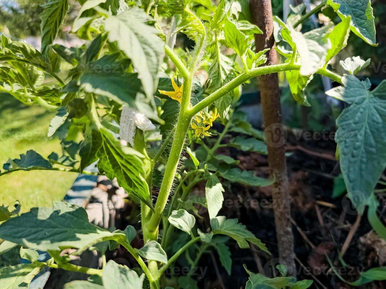 Yellow flowers of tomato plants bloom in the garden. Close-up image of a tomato flower photo