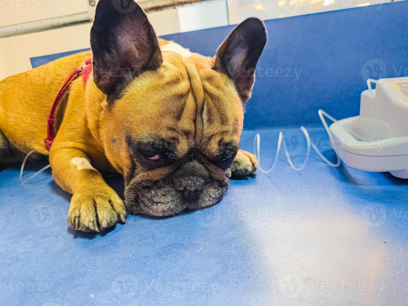 A dog with catheter in its paw lies on an operating table in a veterinary clinic. Close-up. French bulldog undergoes treatment. photo