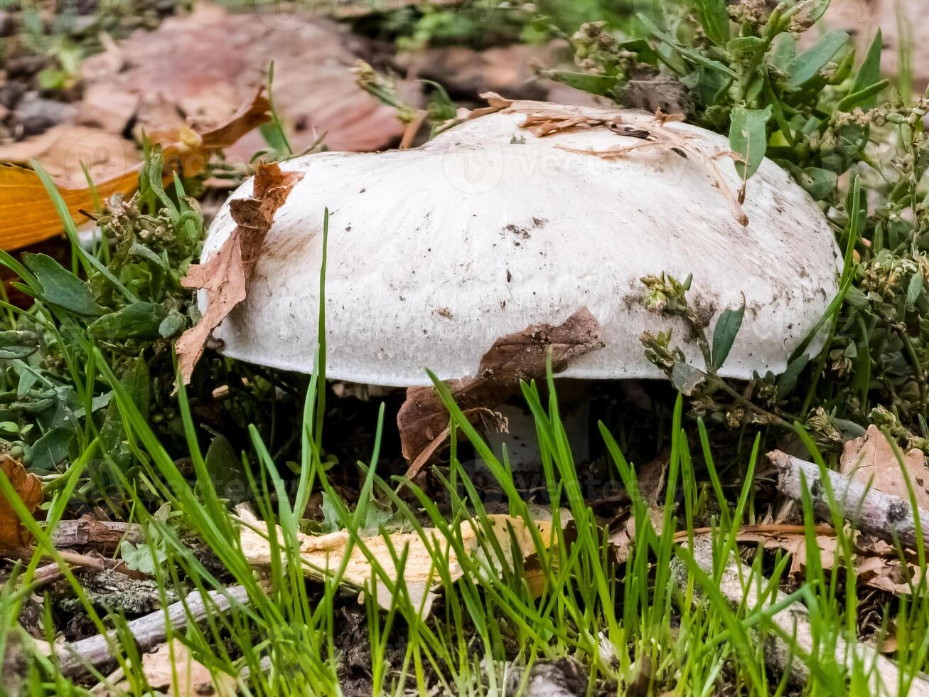 Organic and Sustainable Cultivation of Mushrooms. Collecting mushrooms from ground in the air natural habitat photo