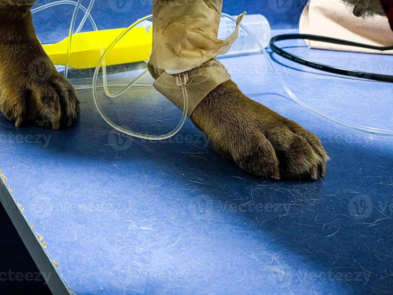 Close-up of a dog's paw with a catheter. Dog with a catheter in its paw stands on an operating table in a veterinary clinic. A French bulldog undergoes treatment. photo