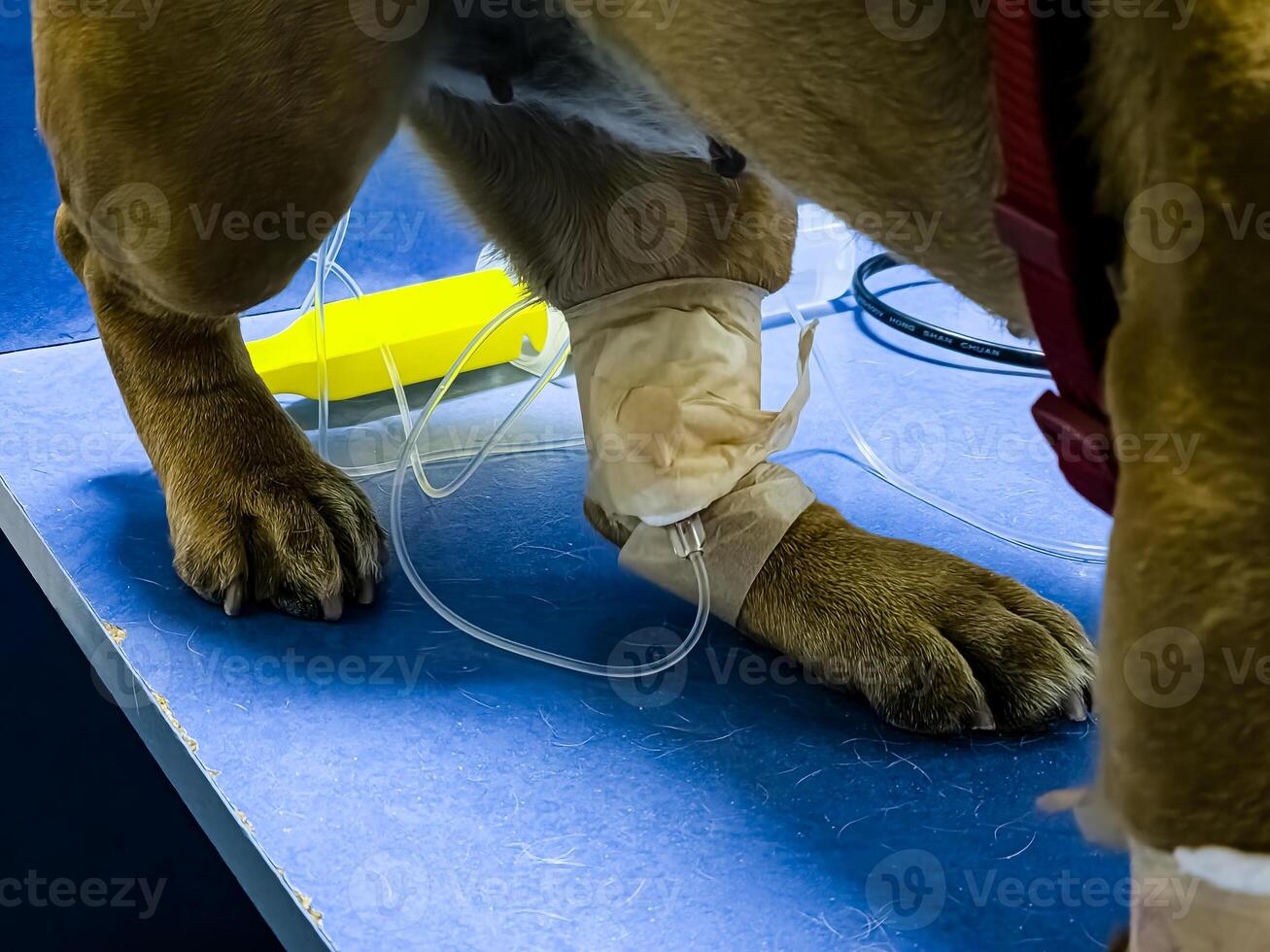 Close-up of dog's paw with a catheter. A dog with a catheter in its paw stands on an operating table in a veterinary clinic. A French bulldog undergoes treatment. photo